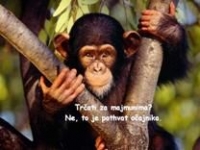 Majmunska posla – pps o oponašanju