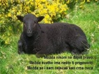 Crna ovca – pps 