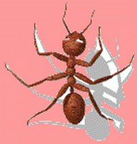 mrav-animacija
