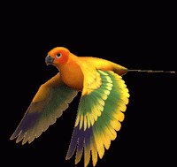 ptica-animacija